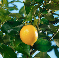 Выращиваем лимоны дома